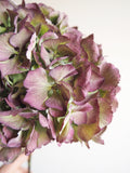 Bouquet d’hortensias