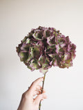Bouquet d’hortensias