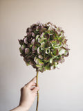 Bouquet d’hortensias