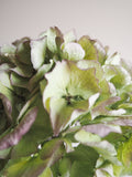 Bouquet d’hortensias