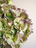 Bouquet d’hortensias