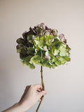 Bouquet d’hortensias