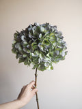 Bouquet d’hortensias
