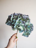 Bouquet d’hortensias