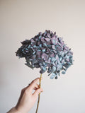 Bouquet d’hortensias