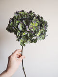 Bouquet d’hortensias
