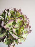 Bouquet d’hortensias