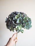 Bouquet d’hortensias