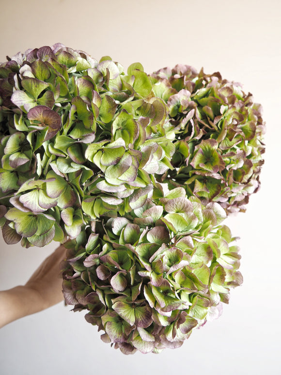 Bouquet d’hortensias