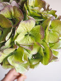 Bouquet d’hortensias