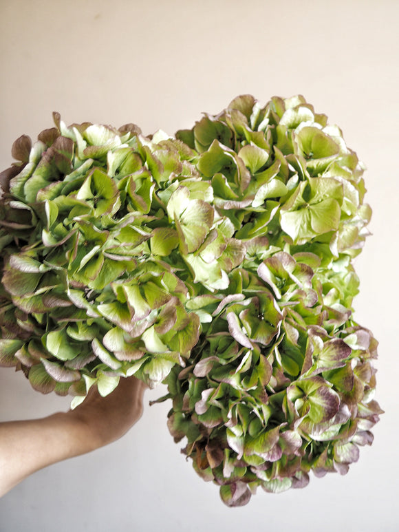 Bouquet d’hortensias