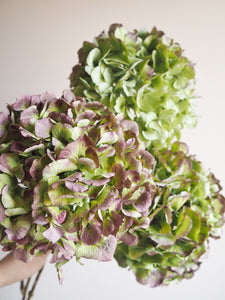 Bouquet d’hortensias