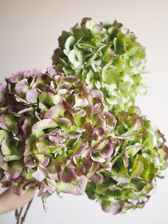 Bouquet d’hortensias