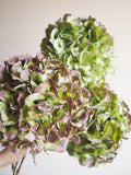 Bouquet d’hortensias