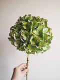 Bouquet d’hortensias