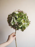 Bouquet d’hortensias