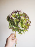 Bouquet d’hortensias