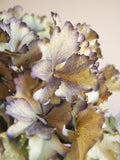 Bouquet d’hortensias