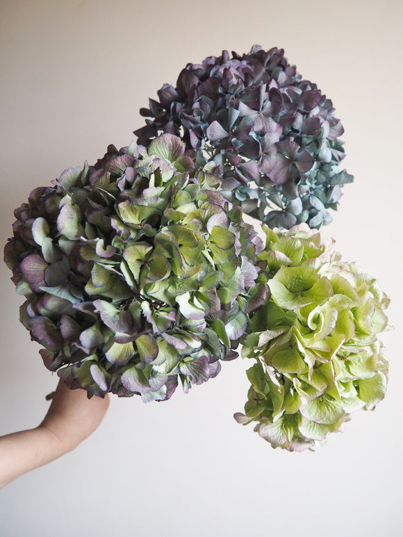 Bouquet d’hortensias