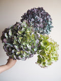 Bouquet d’hortensias