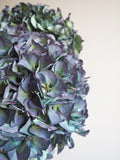 Bouquet d’hortensias