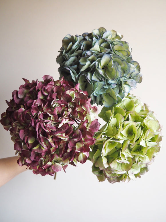 Bouquet d’hortensias