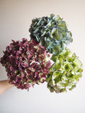 Bouquet d’hortensias