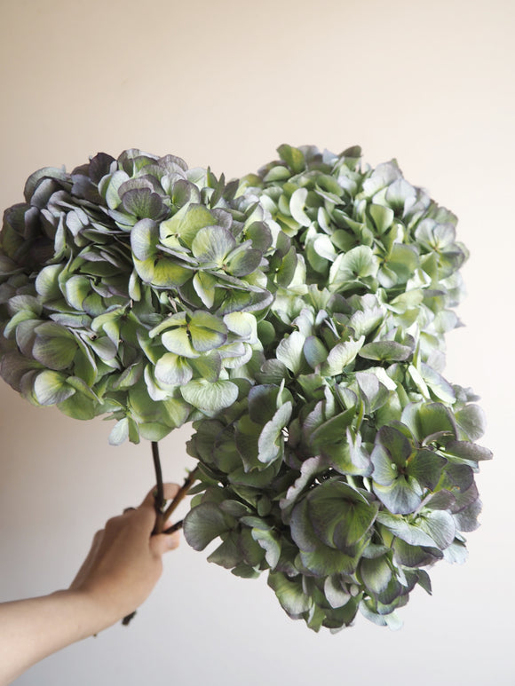 Bouquet d’hortensias