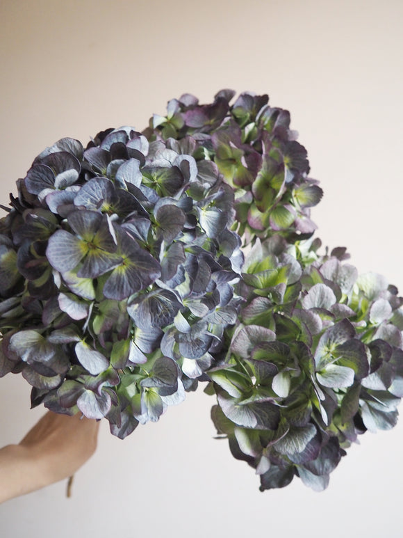 Bouquet d’hortensias