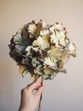 Bouquet d’hortensias