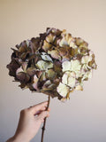 Bouquet d’hortensias