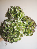 Bouquet d’hortensias