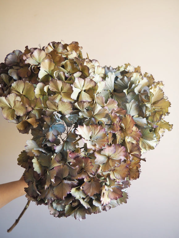 Bouquet d’hortensias
