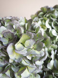 Bouquet d’hortensias