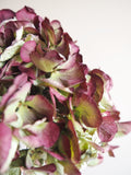 Bouquet d’hortensias