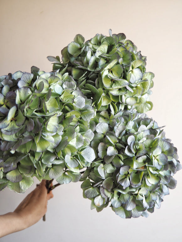 Bouquet d’hortensias