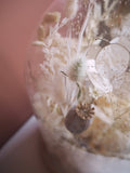 Globe fleuri XXL